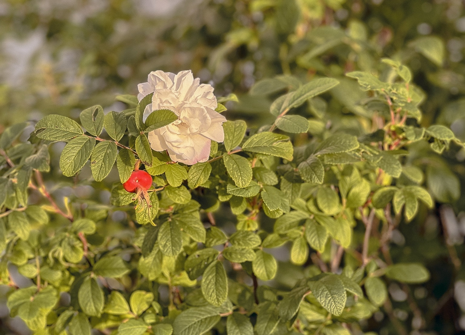 The Power of Rose-Hip Oil
