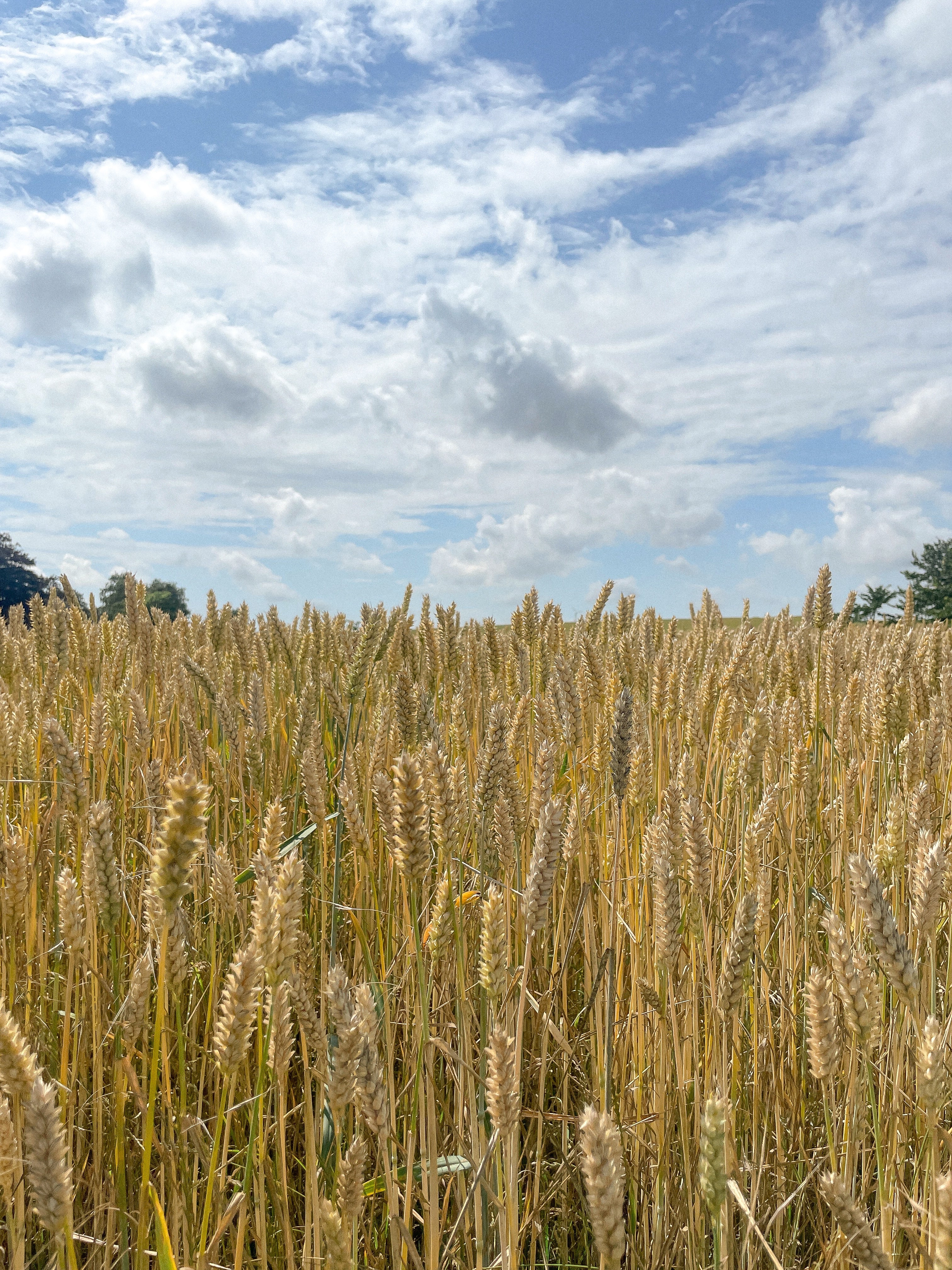 The Magic of Oat